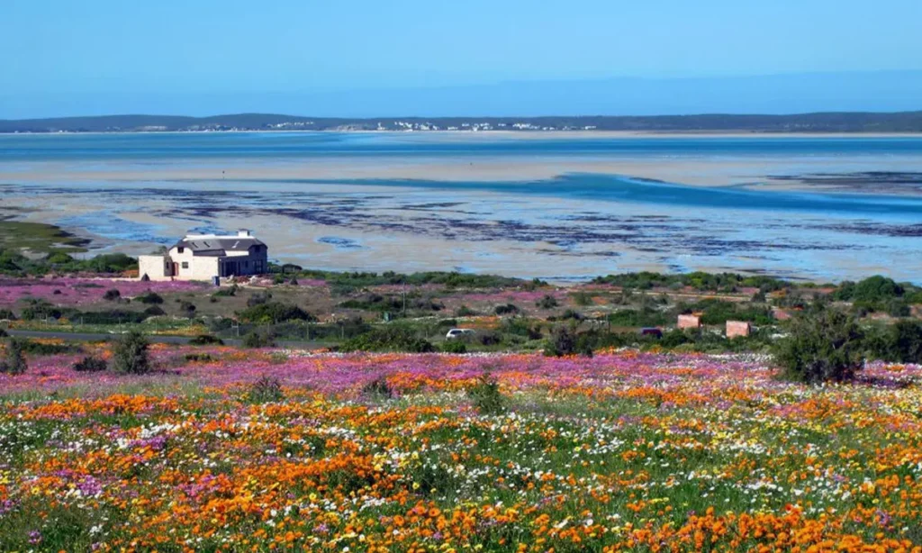 Iia distance view of the langebaan lagoon with sea, a house and colourful wildflowers