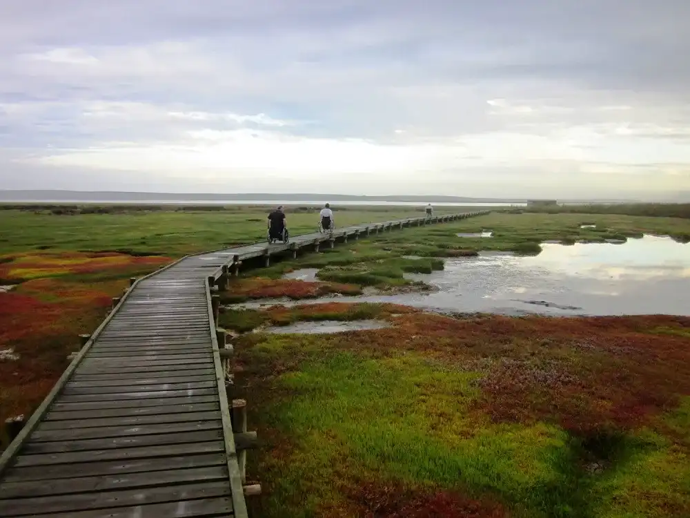 Iibeautiful picture of the wooden access to bird hide by visitors in wheelchairs , while they explore nature and wildlife on their visit to langebaan.