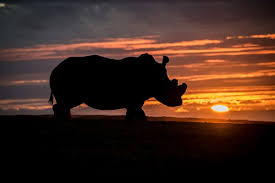 Iisilhouette of a rhinoceros standing on a flat horizon at sunset with an orange sky behind it