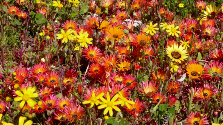 Iidense bed of bright gazania flowers in yellow, orange, and red with dark centers and green foliage.